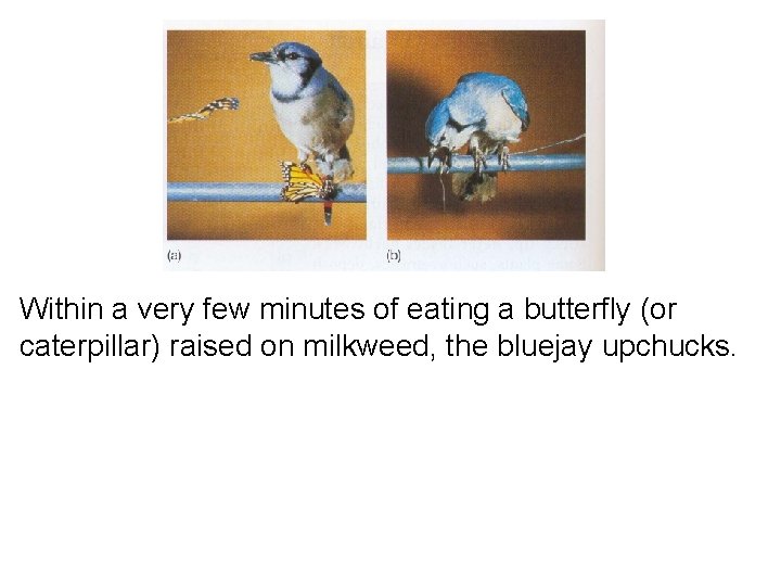Within a very few minutes of eating a butterfly (or caterpillar) raised on milkweed,