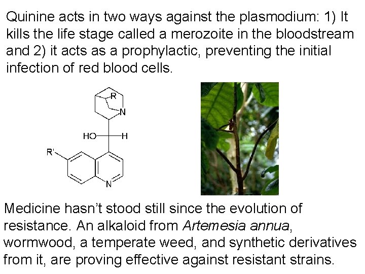 Quinine acts in two ways against the plasmodium: 1) It kills the life stage
