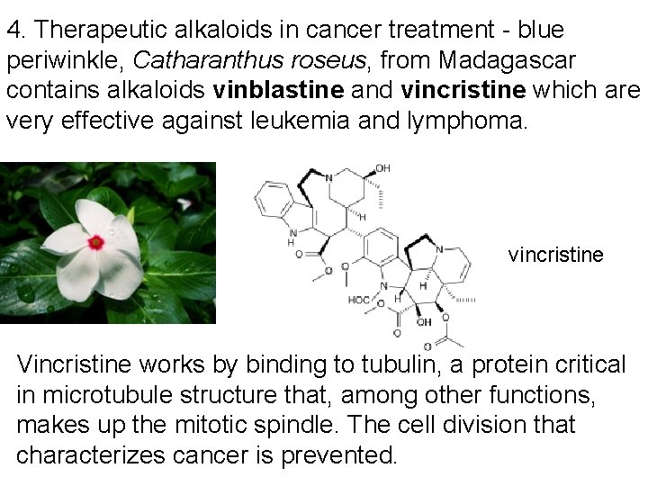 4. Therapeutic alkaloids in cancer treatment - blue periwinkle, Catharanthus roseus, from Madagascar contains