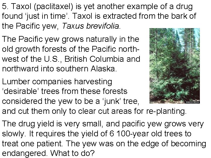 5. Taxol (paclitaxel) is yet another example of a drug found ‘just in time’.