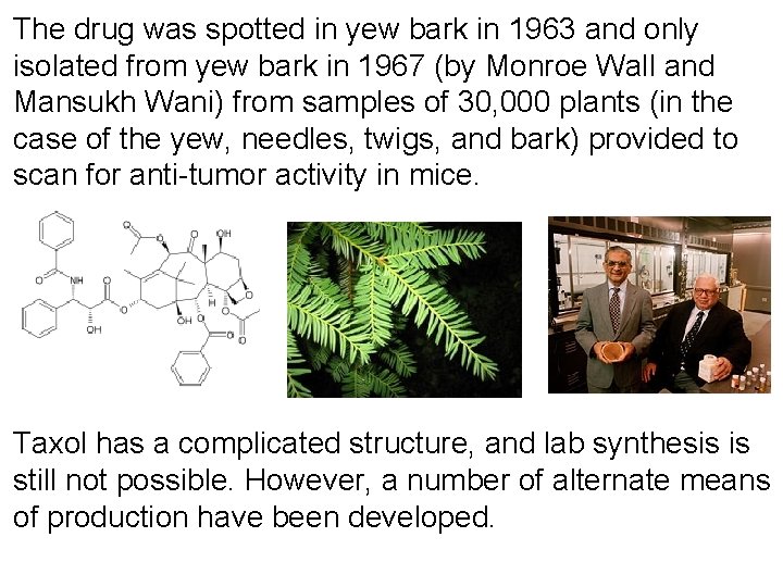 The drug was spotted in yew bark in 1963 and only isolated from yew