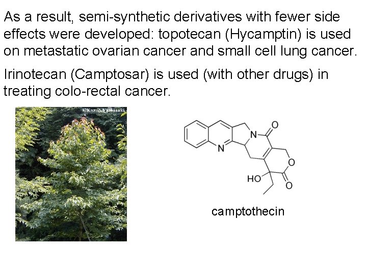 As a result, semi-synthetic derivatives with fewer side effects were developed: topotecan (Hycamptin) is