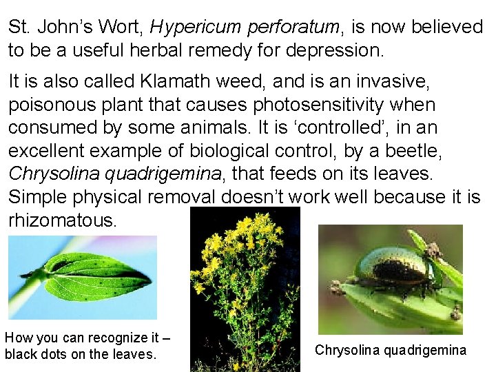 St. John’s Wort, Hypericum perforatum, is now believed to be a useful herbal remedy