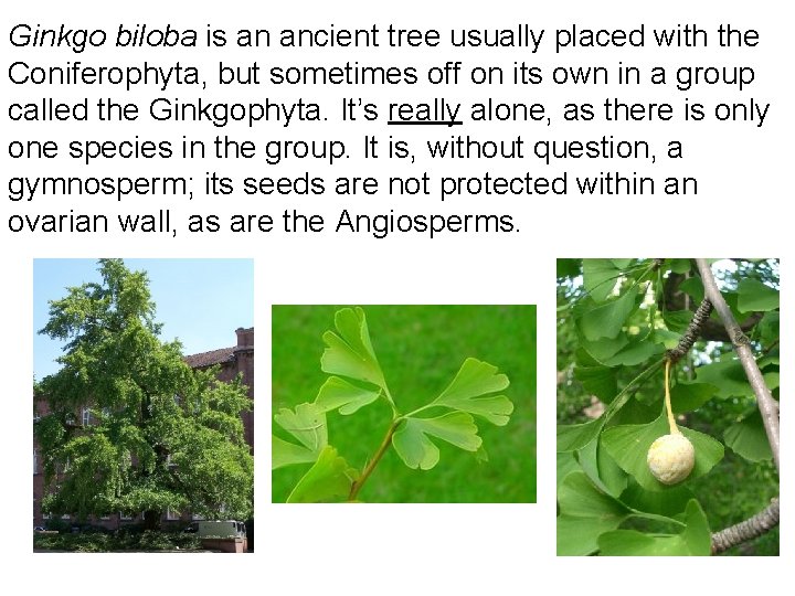 Ginkgo biloba is an ancient tree usually placed with the Coniferophyta, but sometimes off