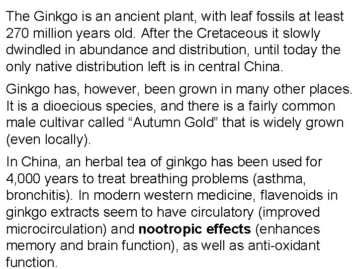 The Ginkgo is an ancient plant, with leaf fossils at least 270 million years