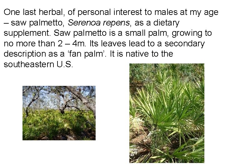 One last herbal, of personal interest to males at my age – saw palmetto,
