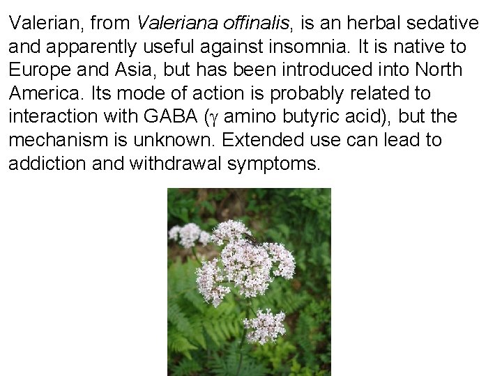 Valerian, from Valeriana offinalis, is an herbal sedative and apparently useful against insomnia. It