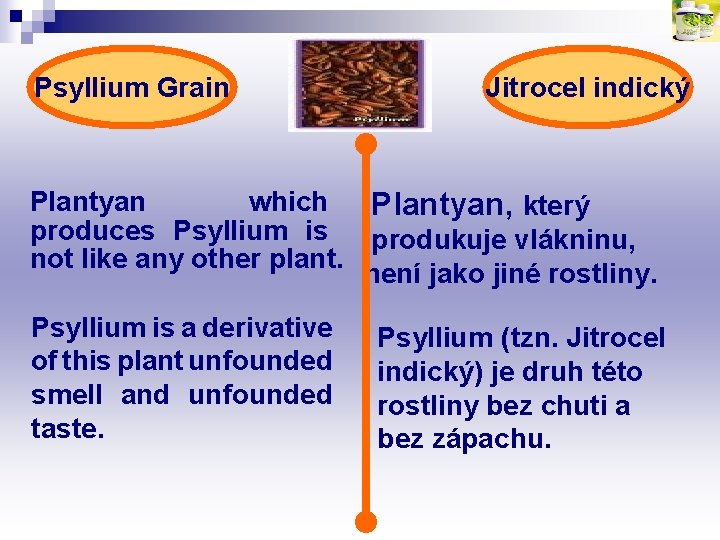 Psyllium Grain Jitrocel indický Plantyan which Plantyan, který produces Psyllium is produkuje vlákninu, not