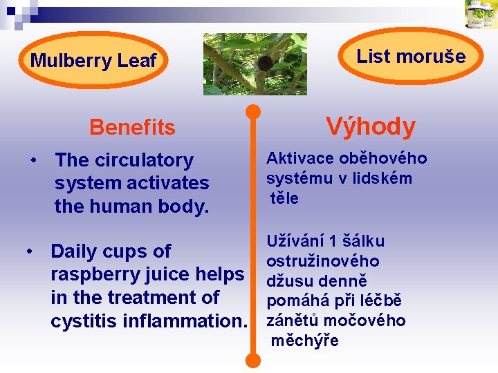 Mulberry Leaf Benefits List moruše Výhody • The circulatory system activates the human body.