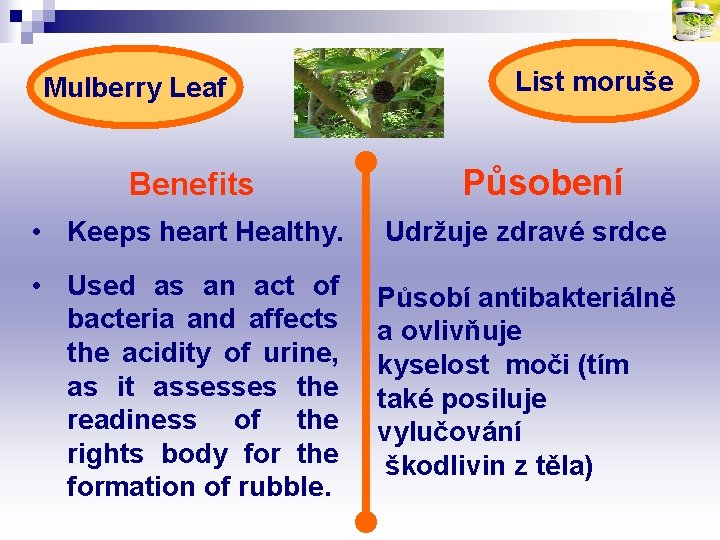 Mulberry Leaf Benefits List moruše Působení • Keeps heart Healthy. Udržuje zdravé srdce •