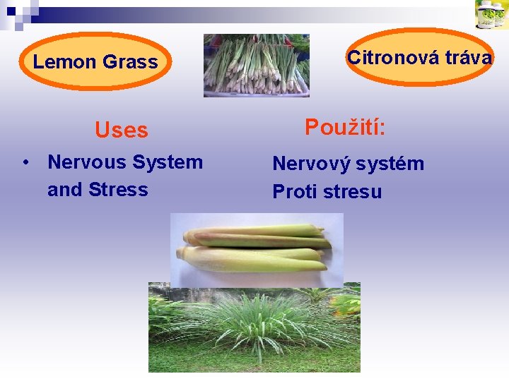 Lemon Grass Uses • Nervous System and Stress Citronová tráva Použití: Nervový systém Proti