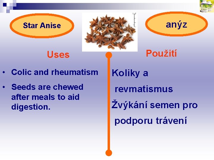 anýz Star Anise Uses • Colic and rheumatism • Seeds are chewed after meals