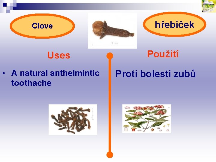 Clove Uses • A natural anthelmintic toothache hřebíček Použití Proti bolesti zubů 