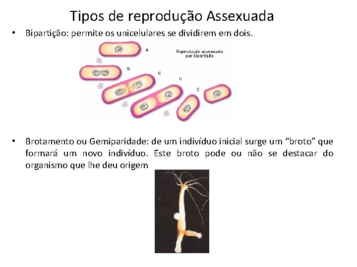 Tipos de reprodução Assexuada • Bipartição: permite os unicelulares se dividirem em dois. •