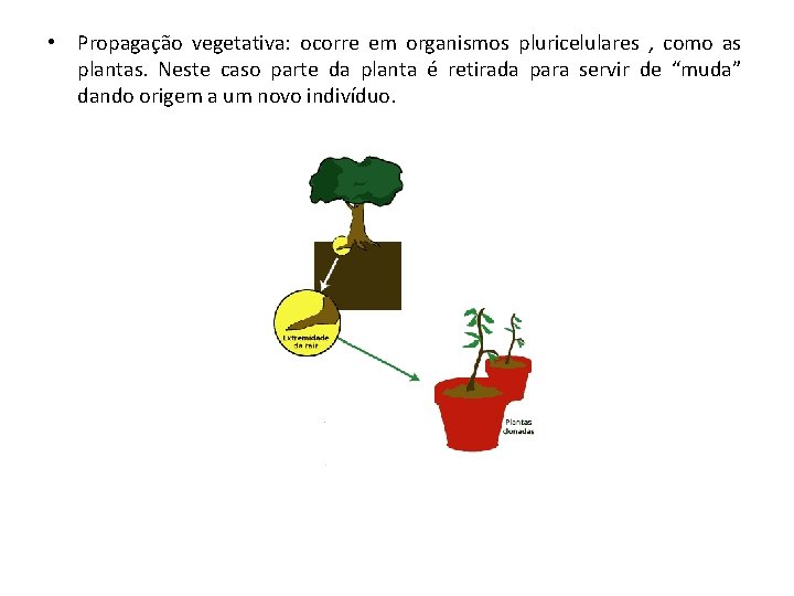  • Propagação vegetativa: ocorre em organismos pluricelulares , como as plantas. Neste caso