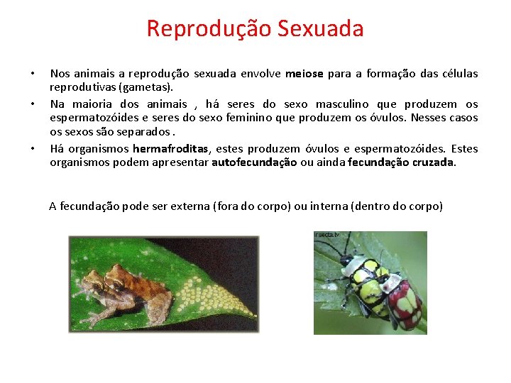 Reprodução Sexuada • • • Nos animais a reprodução sexuada envolve meiose para a