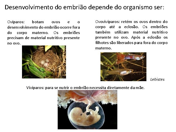 Desenvolvimento do embrião depende do organismo ser: Ovíparos: botam ovos e o desenvolvimento do