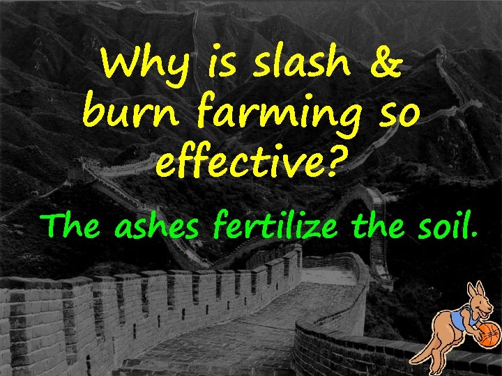 Why is slash & burn farming so effective? The ashes fertilize the soil. 