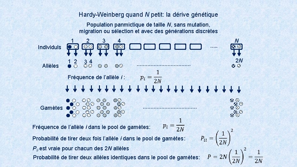 Hardy-Weinberg quand N petit: la dérive génétique Population panmictique de taille N, sans mutation,