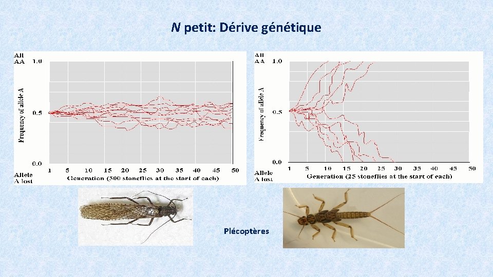 N petit: Dérive génétique Plécoptères 