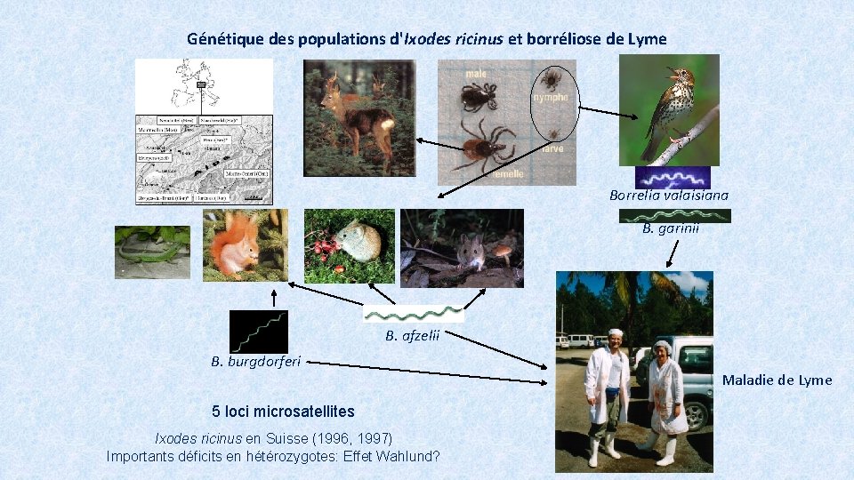 Génétique des populations d'Ixodes ricinus et borréliose de Lyme Borrelia valaisiana B. garinii B.