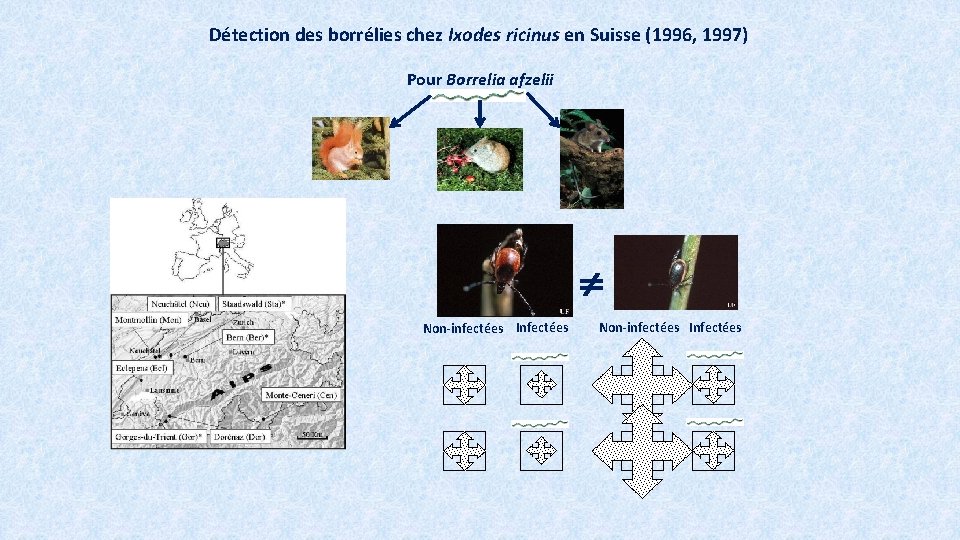 Détection des borrélies chez Ixodes ricinus en Suisse (1996, 1997) Pour Borrelia afzelii Non-infectées