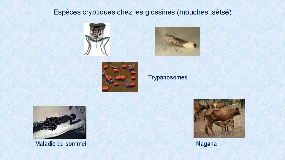 Espèces cryptiques chez les glossines (mouches tsétsé) Trypanosomes Maladie du sommeil Nagana 