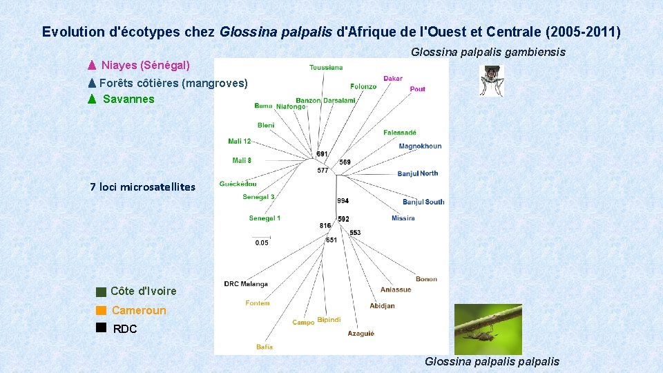 Evolution d'écotypes chez Glossina palpalis d'Afrique de l'Ouest et Centrale (2005 -2011) Glossina palpalis