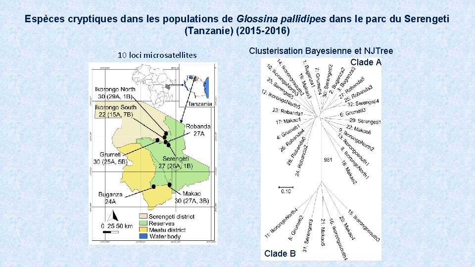 Espèces cryptiques dans les populations de Glossina pallidipes dans le parc du Serengeti (Tanzanie)