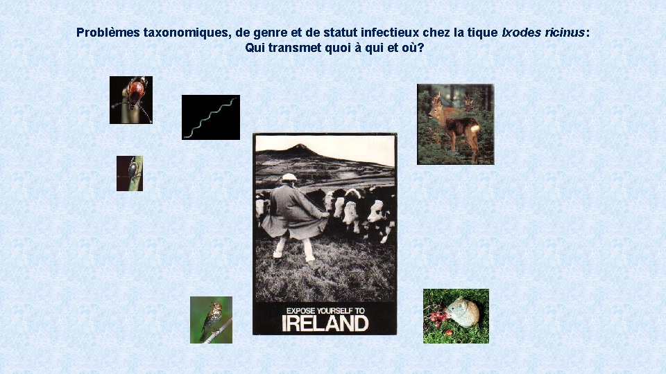 Problèmes taxonomiques, de genre et de statut infectieux chez la tique Ixodes ricinus: Qui