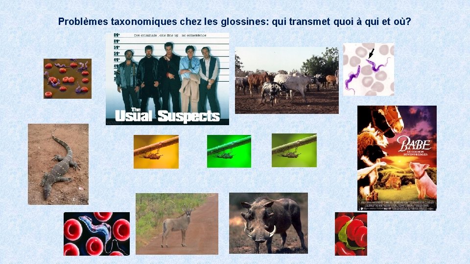 Problèmes taxonomiques chez les glossines: qui transmet quoi à qui et où? 