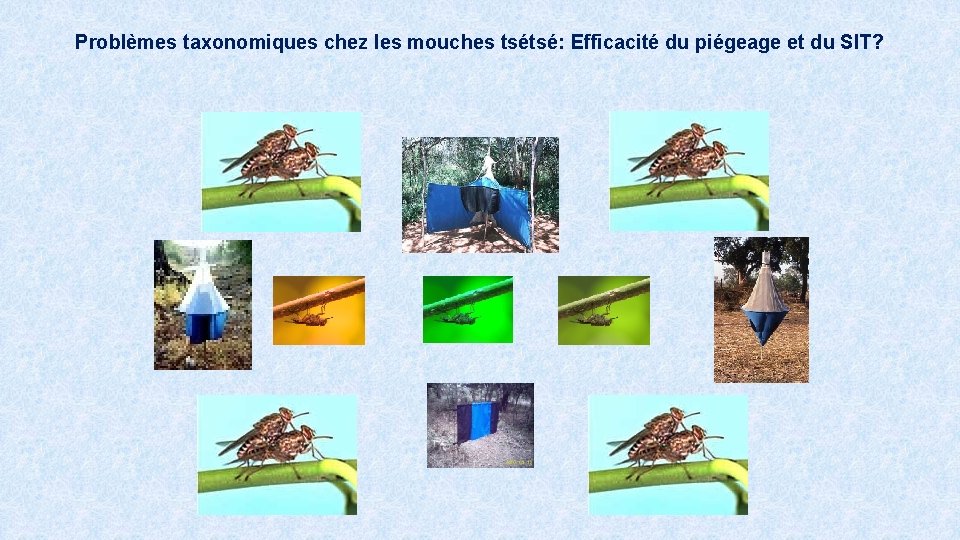 Problèmes taxonomiques chez les mouches tsétsé: Efficacité du piégeage et du SIT? 