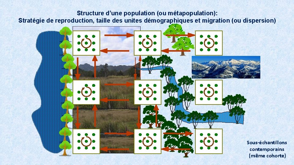 Structure d’une population (ou métapopulation): Stratégie de reproduction, taille des unites démographiques et migration