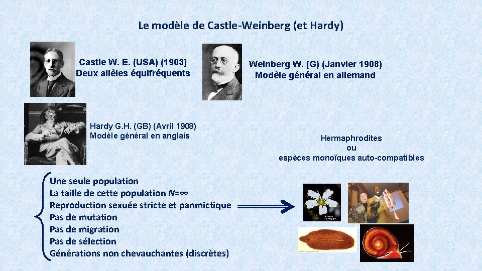 Le modèle de Castle-Weinberg (et Hardy) Castle W. E. (USA) (1903) Deux allèles équifréquents