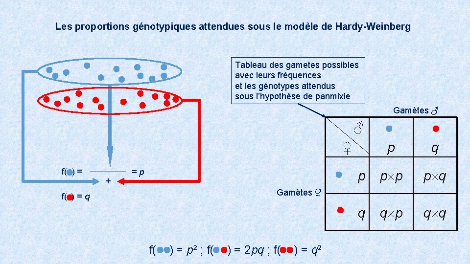 Les proportions génotypiques attendues sous le modèle de Hardy-Weinberg Tableau des gametes possibles avec