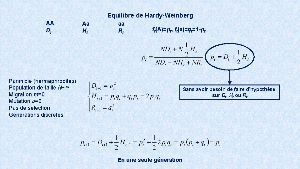 Equilibre de Hardy-Weinberg AA Dt Aa Ht aa Rt ft(A)=pt, ft(a)=qt=1 -pt Panmixie (hermaphrodites)