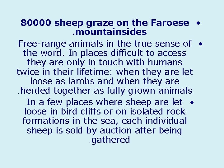80000 sheep graze on the Faroese • . mountainsides Free-range animals in the true
