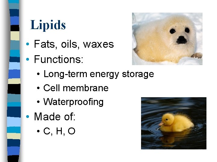 Lipids • Fats, oils, waxes • Functions: • Long-term energy storage • Cell membrane