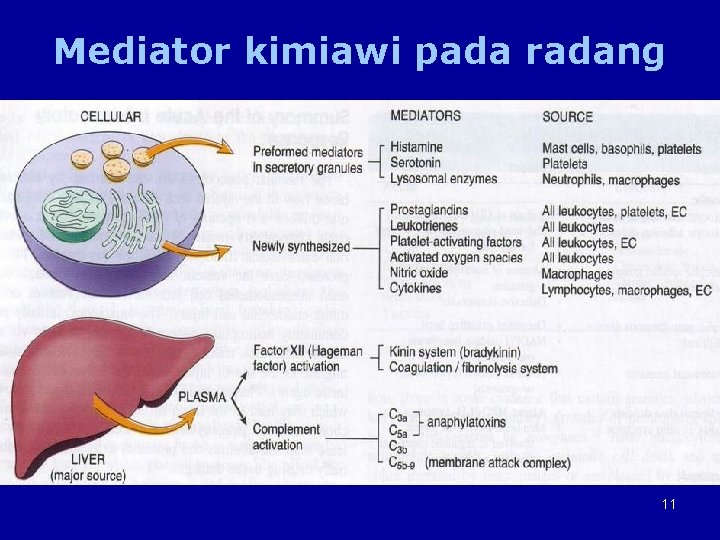 Mediator kimiawi pada radang 11 