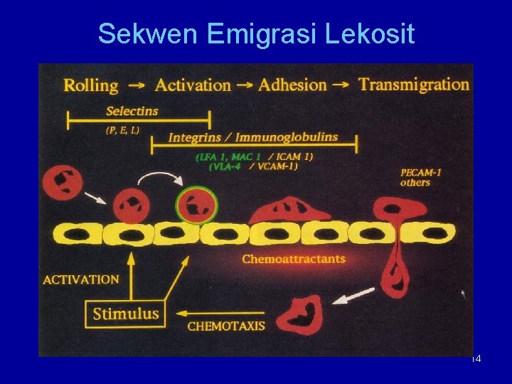 Sekwen Emigrasi Lekosit 14 