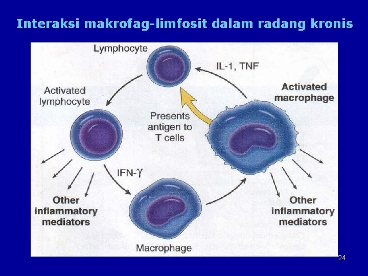 Interaksi makrofag-limfosit dalam radang kronis 24 