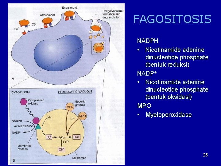 FAGOSITOSIS NADPH • Nicotinamide adenine dinucleotide phosphate (bentuk reduksi) NADP+ • Nicotinamide adenine dinucleotide