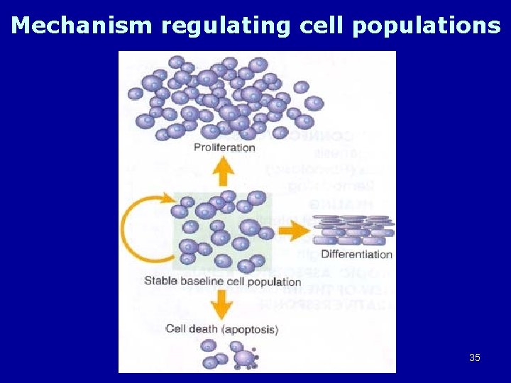 Mechanism regulating cell populations 35 