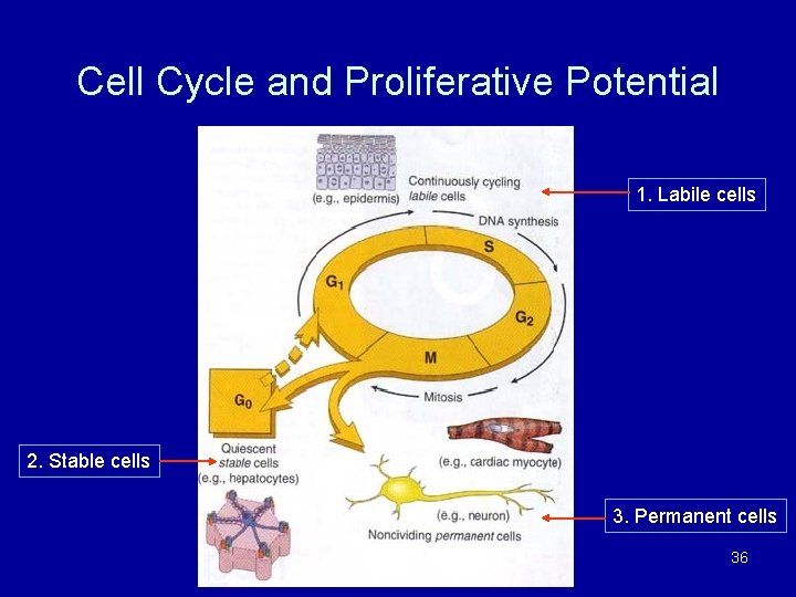 Cell Cycle and Proliferative Potential 1. Labile cells 2. Stable cells 3. Permanent cells