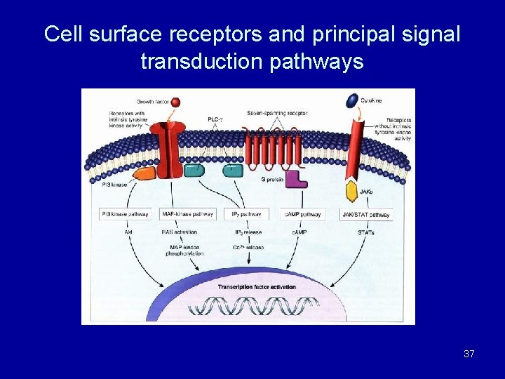 Cell surface receptors and principal signal transduction pathways 37 