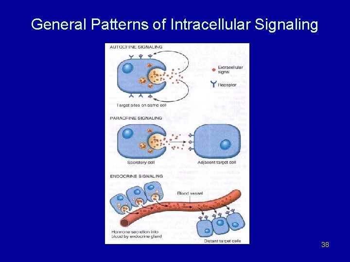 General Patterns of Intracellular Signaling 38 