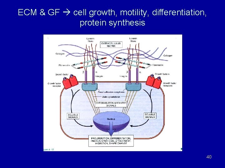 ECM & GF cell growth, motility, differentiation, protein synthesis 40 ECM & GF cell growth, motility, differentiation, protein synthesis 40
