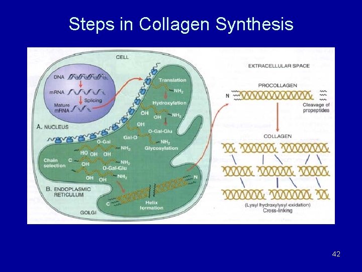 Steps in Collagen Synthesis 42 