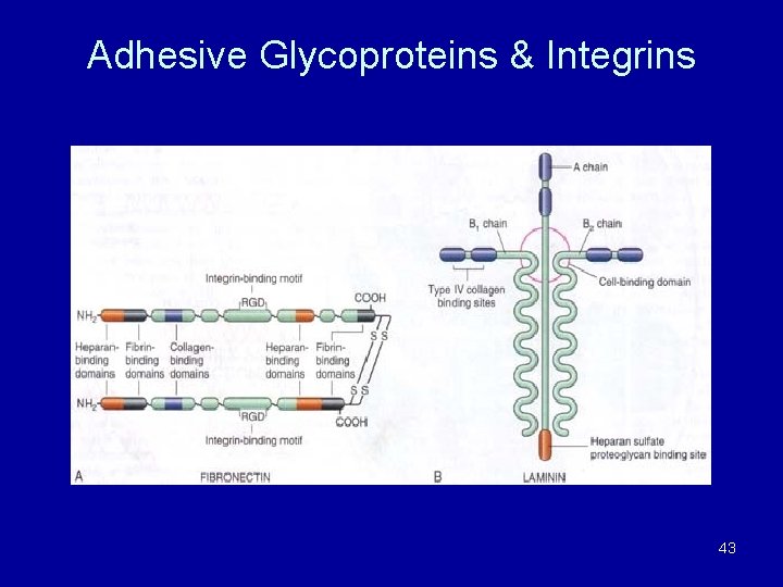 Adhesive Glycoproteins & Integrins 43 