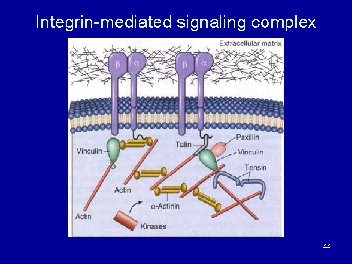 Integrin-mediated signaling complex 44 